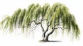 Natures Art: Elegant Willow Tree Graces White Background, Generative AI Royalty Free Stock Photo